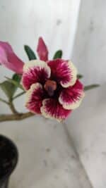 Planta Simples 2835 – 30cm – 02 anos