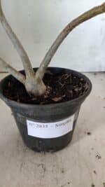 Planta Simples 2835 – 30cm – 02 anos - Imagem 6