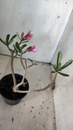 Planta Simples 2835 – 30cm – 02 anos - Imagem 5