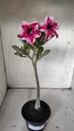 Planta Simples 2836  – 30cm – 02 anos - Imagem 2