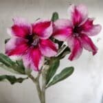 Planta Simples 2836  – 30cm – 02 anos