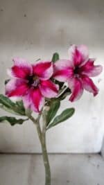 Planta Simples 2836  – 30cm – 02 anos