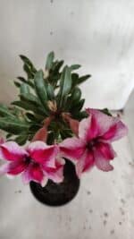 Planta Simples 2836  – 30cm – 02 anos - Imagem 4