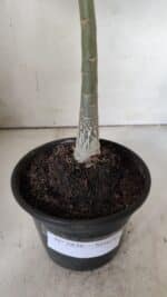 Planta Simples 2836  – 30cm – 02 anos - Imagem 7