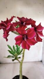 Planta Simples 2838  – 30cm – 02 anos