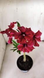 Planta Simples 2838  – 30cm – 02 anos - Imagem 4