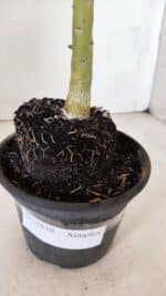 Planta Simples 2838  – 30cm – 02 anos - Imagem 6