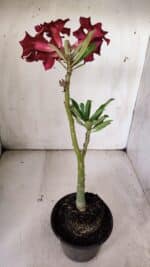 Planta Simples 2838  – 30cm – 02 anos - Imagem 5