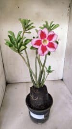 Planta Simples 2839  – 35cm – 03 anos