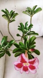 Planta Simples 2839  – 35cm – 03 anos - Imagem 4