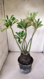 Planta Simples 2839  – 35cm – 03 anos - Imagem 6