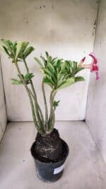 Planta Simples 2839  – 35cm – 03 anos - Imagem 5