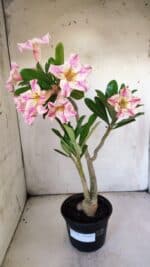 Planta Simples 2840  – 40cm – 03 anos - Imagem 2