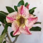 Planta Simples 2840  – 40cm – 03 anos