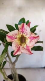 Planta Simples 2840  – 40cm – 03 anos