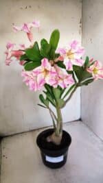 Planta Simples 2840  – 40cm – 03 anos - Imagem 4