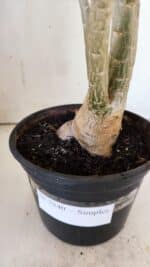 Planta Simples 2840  – 40cm – 03 anos - Imagem 7