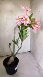 Planta Simples 2840  – 40cm – 03 anos - Imagem 5