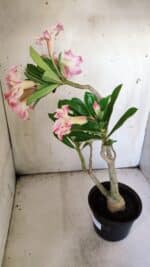 Planta Simples 2840  – 40cm – 03 anos - Imagem 6