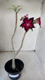 Planta Simples 2841  – 30cm – 02 anos - Imagem 2