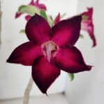 Planta Simples 2841  – 30cm – 02 anos