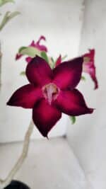 Planta Simples 2841  – 30cm – 02 anos