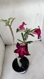 Planta Simples 2841  – 30cm – 02 anos - Imagem 4