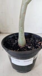 Planta Simples 2841  – 30cm – 02 anos - Imagem 7