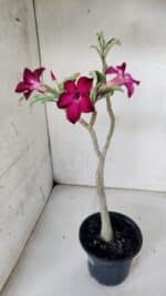 Planta Simples 2841  – 30cm – 02 anos - Imagem 6