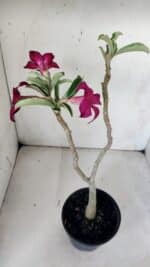 Planta Simples 2841  – 30cm – 02 anos - Imagem 5