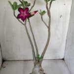 Planta Simples 2842  – 40cm – 03 anos