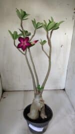 Planta Simples 2842  – 40cm – 03 anos