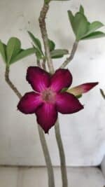 Planta Simples 2842  – 40cm – 03 anos - Imagem 3