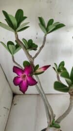 Planta Simples 2842  – 40cm – 03 anos - Imagem 4