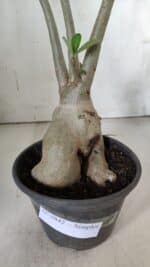 Planta Simples 2842  – 40cm – 03 anos - Imagem 10