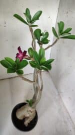 Planta Simples 2842  – 40cm – 03 anos - Imagem 9