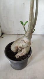 Planta Simples 2842  – 40cm – 03 anos - Imagem 5