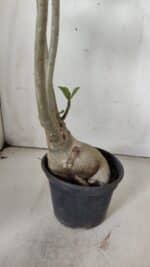 Planta Simples 2842  – 40cm – 03 anos - Imagem 7