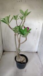 Planta Simples 2842  – 40cm – 03 anos - Imagem 6