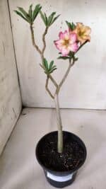 Planta Simples 2843  – 30cm – 02 anos - Imagem 2