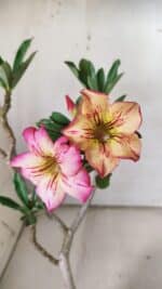 Planta Simples 2843  – 30cm – 02 anos - Imagem 4