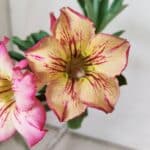 Planta Simples 2843  – 30cm – 02 anos