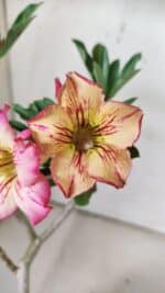 Planta Simples 2843  – 30cm – 02 anos