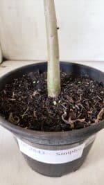 Planta Simples 2843  – 30cm – 02 anos - Imagem 7