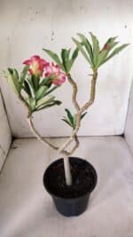 Planta Simples 2843  – 30cm – 02 anos - Imagem 6