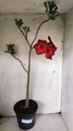 Planta Simples 2844  – 45cm – 03 anos - Imagem 2