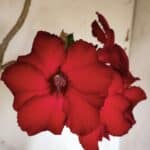 Planta Simples 2844  – 45cm – 03 anos