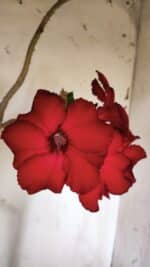 Planta Simples 2844  – 45cm – 03 anos