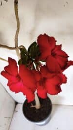 Planta Simples 2844  – 45cm – 03 anos - Imagem 4