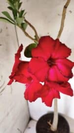 Planta Simples 2844  – 45cm – 03 anos - Imagem 5